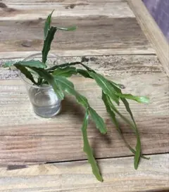 カピラリス コンパクトフォーム チランジア tillandsia - メルカリ