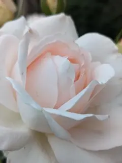 キャンドスビューティー 薔薇苗 バラ苗 挿し木苗 2025年最新】キャンドスビューティーの人気アイテム - メルカリ