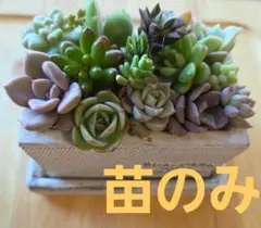 多肉植物 カット苗 詰め合わせ 寄せ植え用