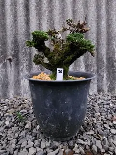 イワヒバ 岩松 岩ヒバ盆栽 寄せ植え 盆景 - メルカリ