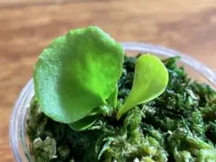 2026年最新】リドレイナノの人気アイテム - メルカリ