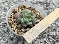 miso苗⭐️エレイン交配2点⭐️ミソップさん 多肉 エケベリア ミソ苗 miso苗⭐️ラパス×中里リンゼアナ⭐️ミソップさん 多肉