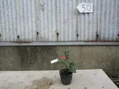 ヤスライ・タカヒロ様 リクエスト 2点 まとめ商品