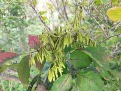 2025年最新】アオダモ 種の人気アイテム - メルカリ