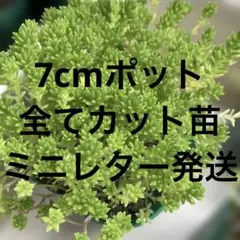 多肉植物 セダム 斑入りミモザ 20カット - メルカリ
