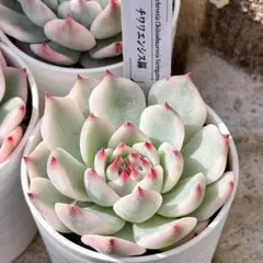 2025年最新】チワワエンシス錦の人気アイテム - メルカリ