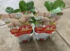 ★断捨離中✩ ★⭐︎レア⭐︎ピンク花　桜色　いちご苗　2苗　メルカリ便 ⭐︎レア⭐︎ピンク花 桜色 いちご苗 2苗 ネコポス - メルカリ