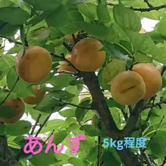あんず(完全無農薬)ジャム用のサムネイル