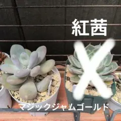 多肉植物 ミニ寄せ植え 黒のビニールポットで発送です♪ 466→444