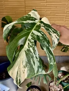 2025年最新】ボルシギアナ ミントの人気アイテム - メルカリ