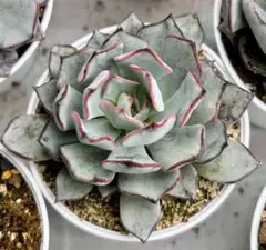 【美苗】ストリクチフローラノヴァ　エケベリア　多肉植物
