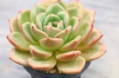 韓国苗 ナビドット錦 多肉植物 エケベリア 極美株 抜き苗 - メルカリ