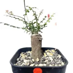 2025年最新】オペルクリカリア デカリーの人気アイテム - メルカリ