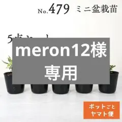 2026年最新】沖縄盆栽の人気アイテム - メルカリ