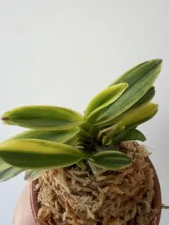 別格稀貴品】富貴蘭 黄玉殿（最上柄若木割子） - メルカリ