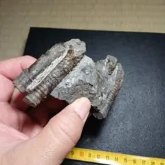 北海道産異常巻きアンモナイト(ポリプチコセラス)化石標本 母岩付き