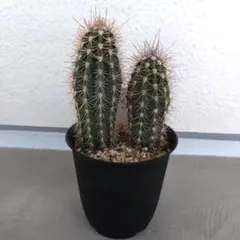 2026年最新】武倫柱の人気アイテム - メルカリ