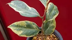 ぶんぶく茶釜様 専用 月末発送 姫椿 銀葉椿 コタマキラン ３点 鉢発送