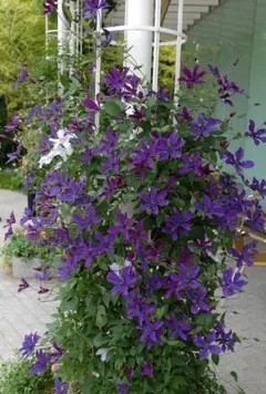 2026年最新】紫色クレマチス苗の人気アイテム - メルカリ