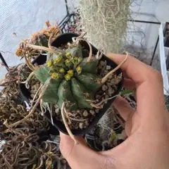 メルカリ便発送☆ユーフォルビア スーパーブラックバリダ - メルカリ