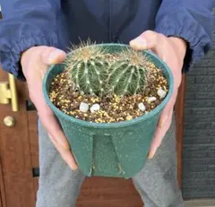 弁慶柱　特大 GKZ植物事典・團伊玖磨植物事典・ベンケイチュウ（弁慶柱）