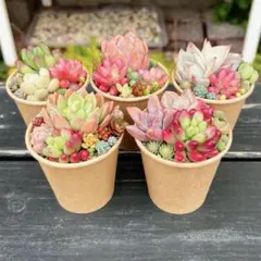 43 多肉植物の小さな寄せ植え☆そのまま飾れる☆5コセット☆期間限定・速達