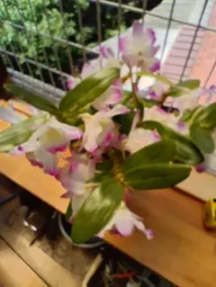 デンドロビウム 鉢植え ピンク＆ホワイトの花苗　3株のサムネイル