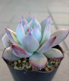 2025年最新】コロラータルーフの人気アイテム - メルカリ