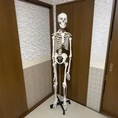 猫 骨格標本 全身 頭骨 - メルカリ