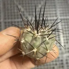 2026年最新】黒王の人気アイテム - メルカリ