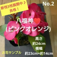 No.2【沖縄から♪】八福神(ピンクオレンジ)♥️3枝展開中♪のサムネイル