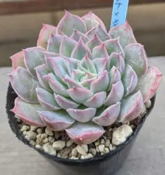 2026年最新】シムランスの人気アイテム - メルカリ