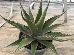 ★*★様 【300円スタート/特大約70㎝超】ジェントリージョーズ　アガベ　トラ アガベジェントリージョーズ | カトーエンゲー