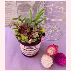 Iそのまま飾れます❤️ 多肉　寄せ植え　育て方メモつき❤️