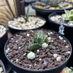 アガベ チタノタ 魔丸 OC株 （鉢ごとメルカリ便） - メルカリ