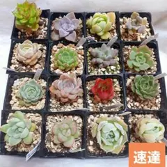 《速達》多肉植物 ミニ苗 16種セット B
