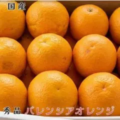 バレンシアオレンジ約2.5キロ　贈答用秀品　国産のサムネイル