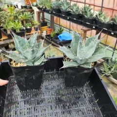 ［専用］アガベ 子株 セット 2025年最新】Yahoo!オークション -オアハカ 子株の中古品・新品