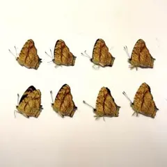 2026年最新】蝶の人気アイテム - メルカリ