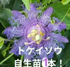 チャボトケイソウ 自生苗 1本 約30cm✕1本！のサムネイル
