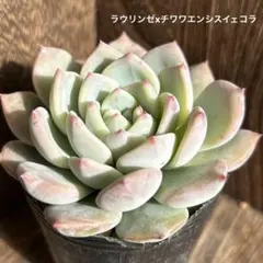 かずりん様 リクエスト 4点 まとめ商品