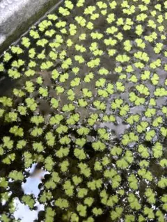 無農薬　イチョウウキゴケ　100株のサムネイル