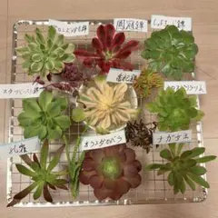16#多肉植物❤️アエオニウム❤️9種カット苗セット❤️寄せ植え用