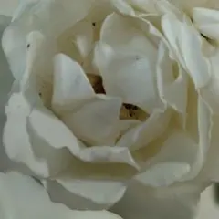 切花品種∥和バラ 苗 - メルカリ