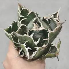 2026年最新】蚩尤 アガベの人気アイテム - メルカリ