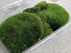 ひな犬様 リクエスト 3点 まとめ商品