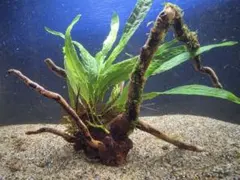 ADA ブランチウッド ナローリーフ巻き