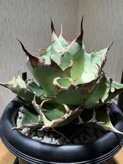 【鉢付き】アガベ ハデス　子株付き　※早い者勝ち　強棘　大株 2025年最新】アガベ ハデス 子株の人気アイテム - メルカリ