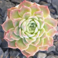 2025年最新】多肉植物シムランスの人気アイテム - メルカリ