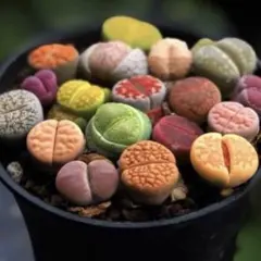 多肉植物 色の組み合わせ リトープス大苗1.5-2cm 10苗セット